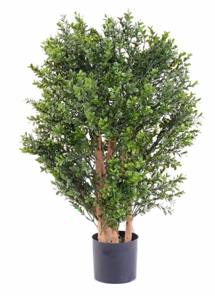 boxwood new uv bush
