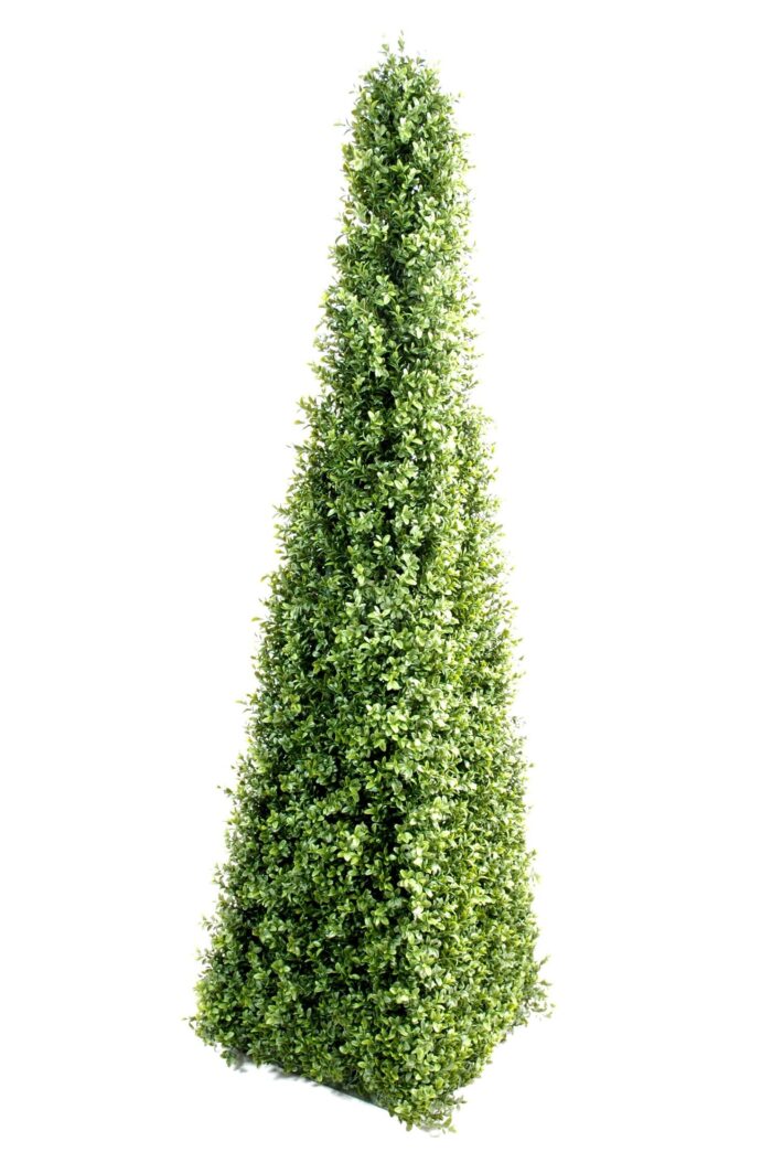 boxwood pyramid 4 new