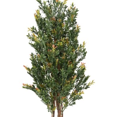 boxwood red day bl bush uv scaled