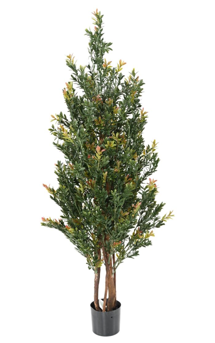 boxwood red day bl bush uv scaled