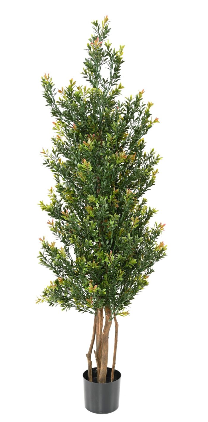 boxwood red day gf bush uv 1 scaled