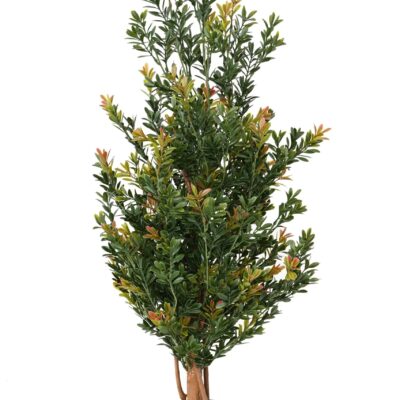 boxwood red day gf bush uv scaled