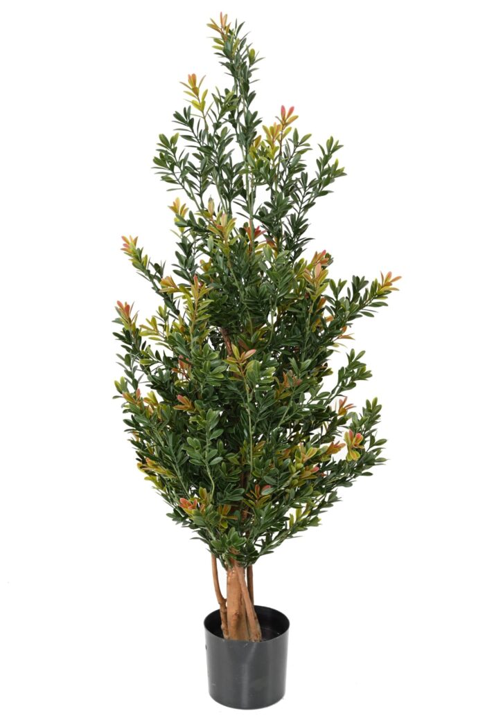 boxwood red day gf bush uv scaled