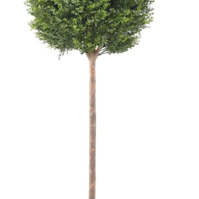 boxwood red day stem ball uv 1 scaled