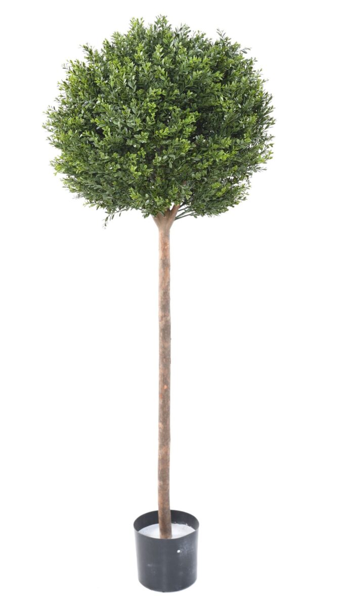 boxwood red day stem ball uv 1 scaled