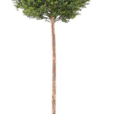 boxwood red day stem ball uv 2 scaled