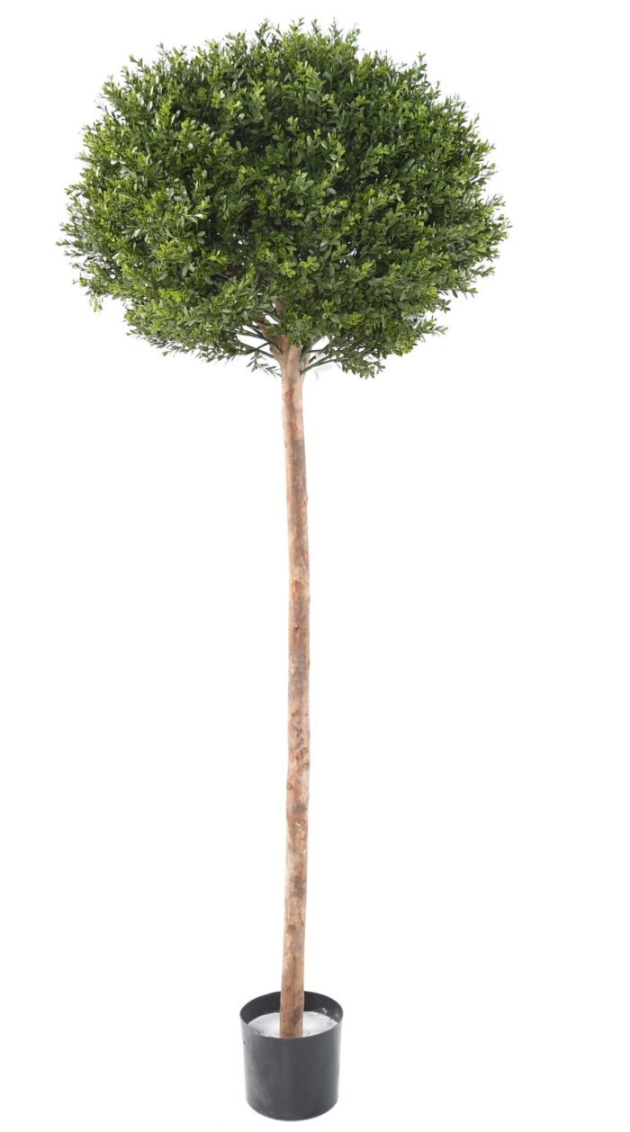 boxwood red day stem ball uv 2 scaled
