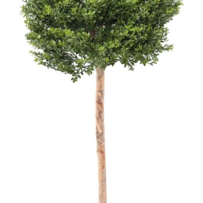 boxwood red day stem ball uv scaled