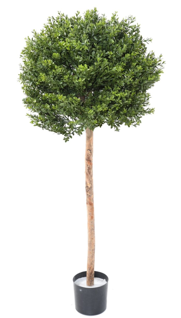 boxwood red day stem ball uv scaled