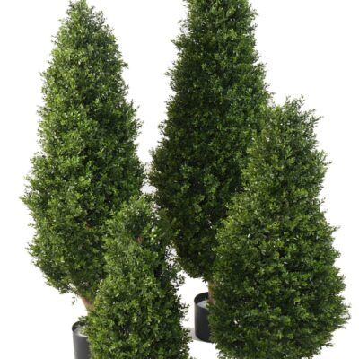 boxwood red day uv topiary 1 scaled
