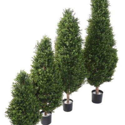 boxwood red day uv topiary 3 scaled