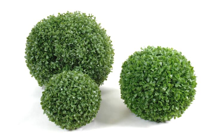 boxwood single ball scaled