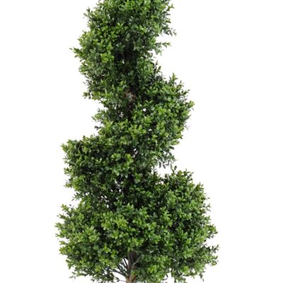 boxwood spiral new 1