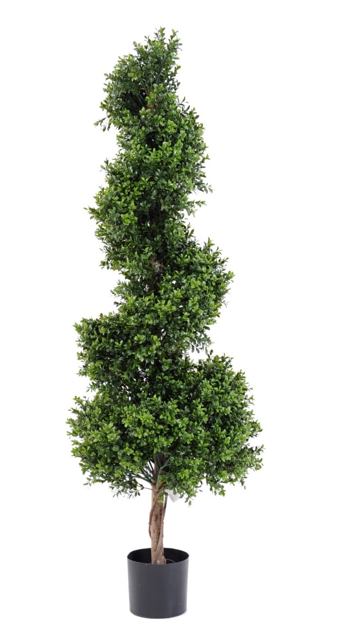 boxwood spiral new 1