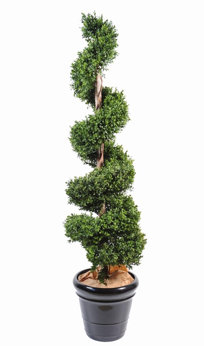 boxwood spiral new 2 scaled
