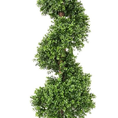 boxwood spiral new scaled