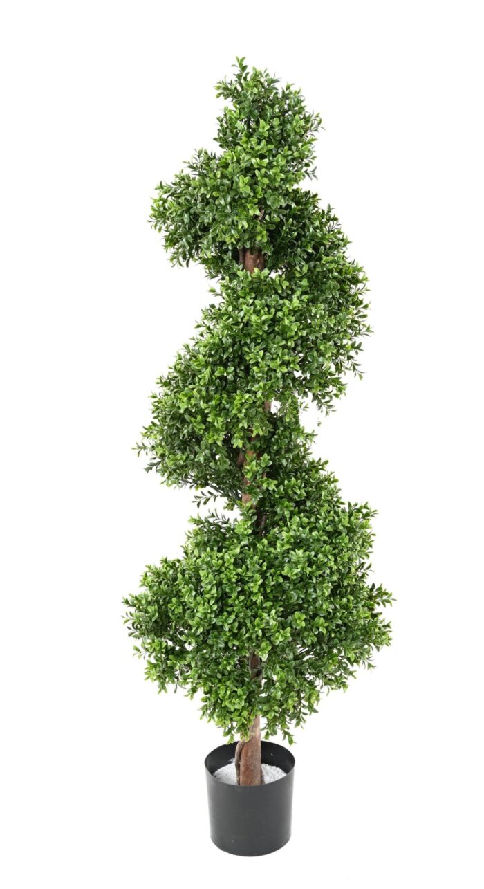 boxwood spiral new scaled