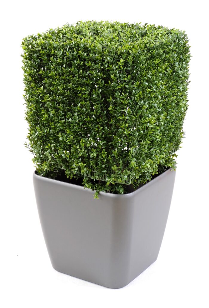 boxwood square new 2