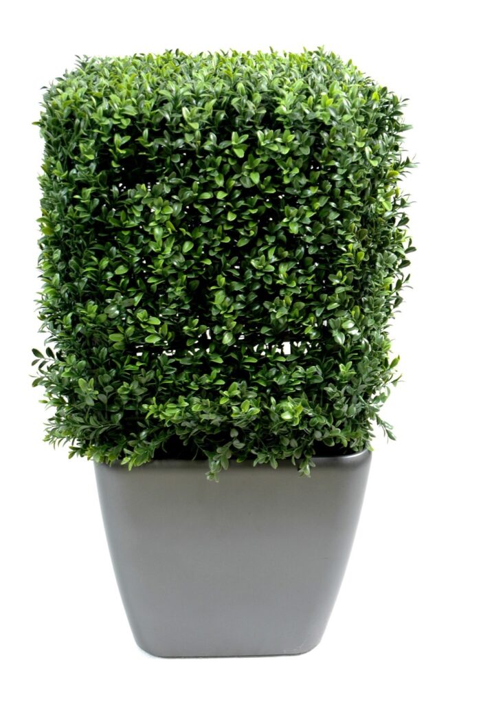 boxwood square new