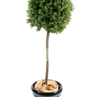 boxwood stem ball new 2