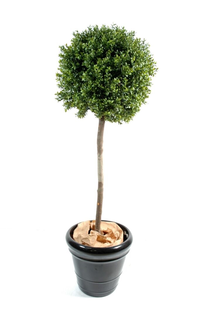 boxwood stem ball new 2