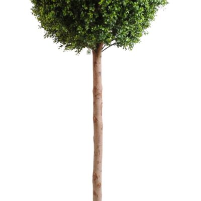boxwood stem ball new 3 scaled
