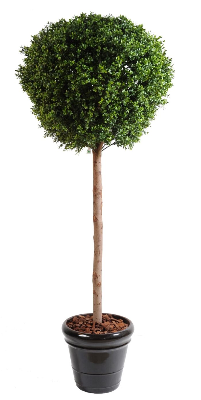 boxwood stem ball new 3 scaled