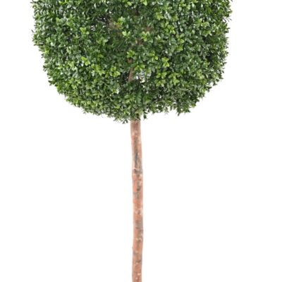 boxwood stem ball new regular uv scaled