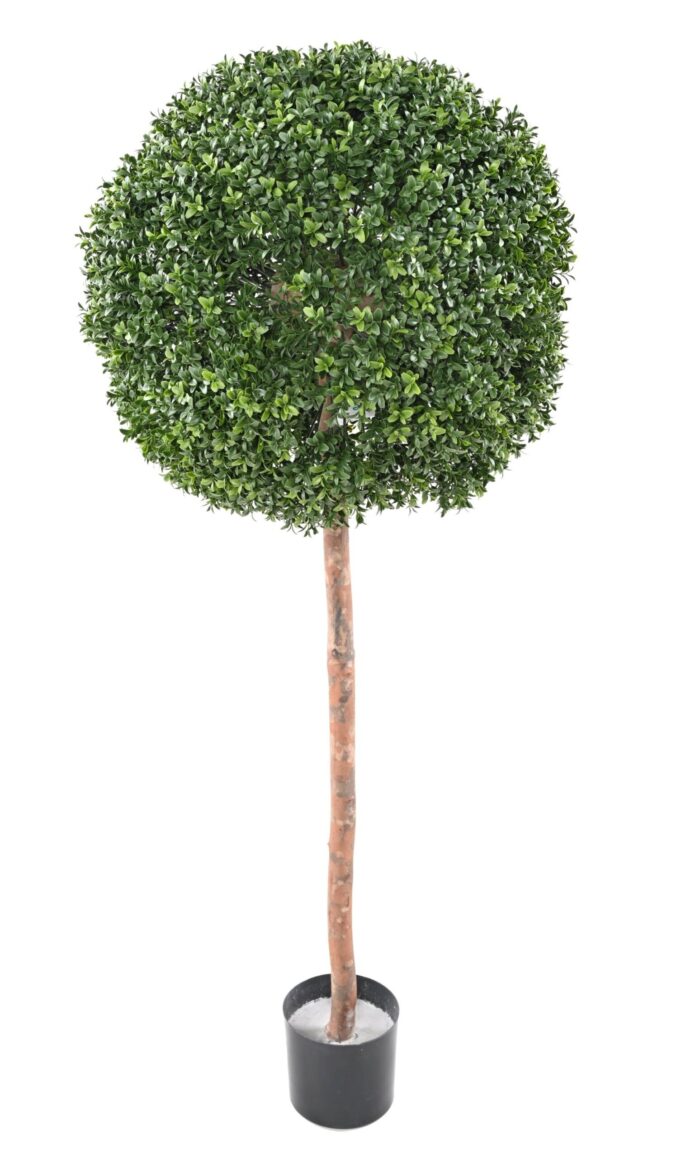 boxwood stem ball new regular uv scaled