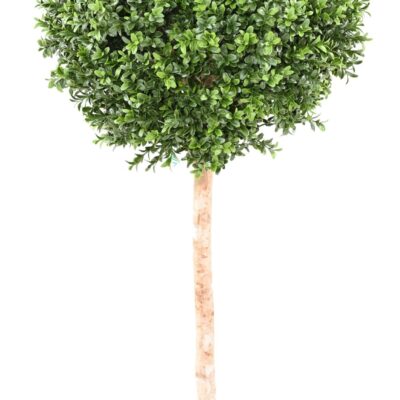boxwood stem ball new scaled