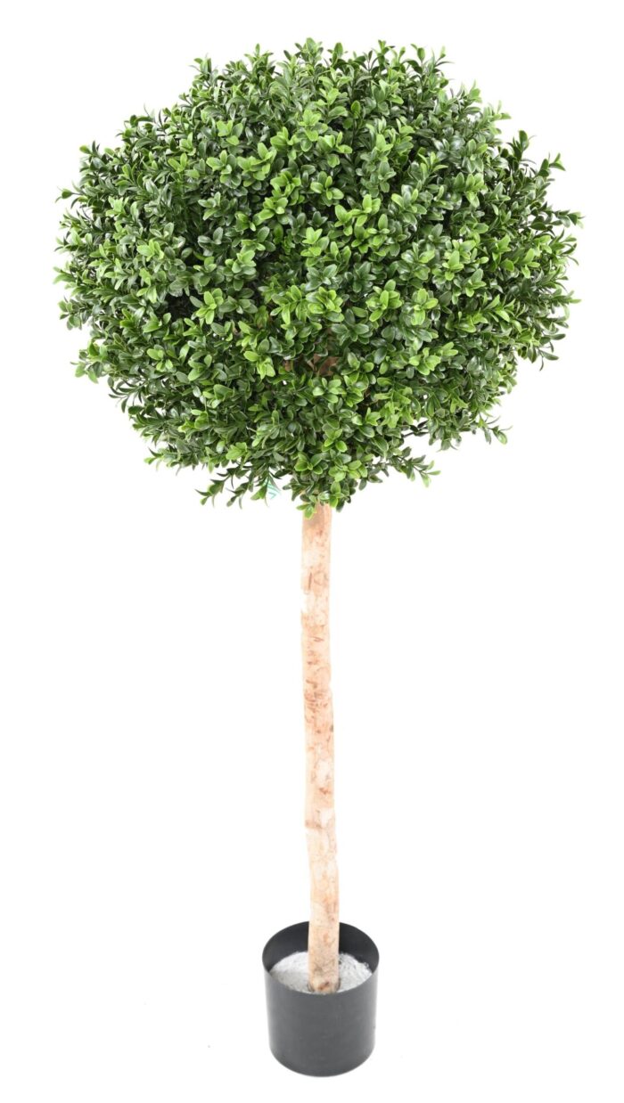 boxwood stem ball new scaled