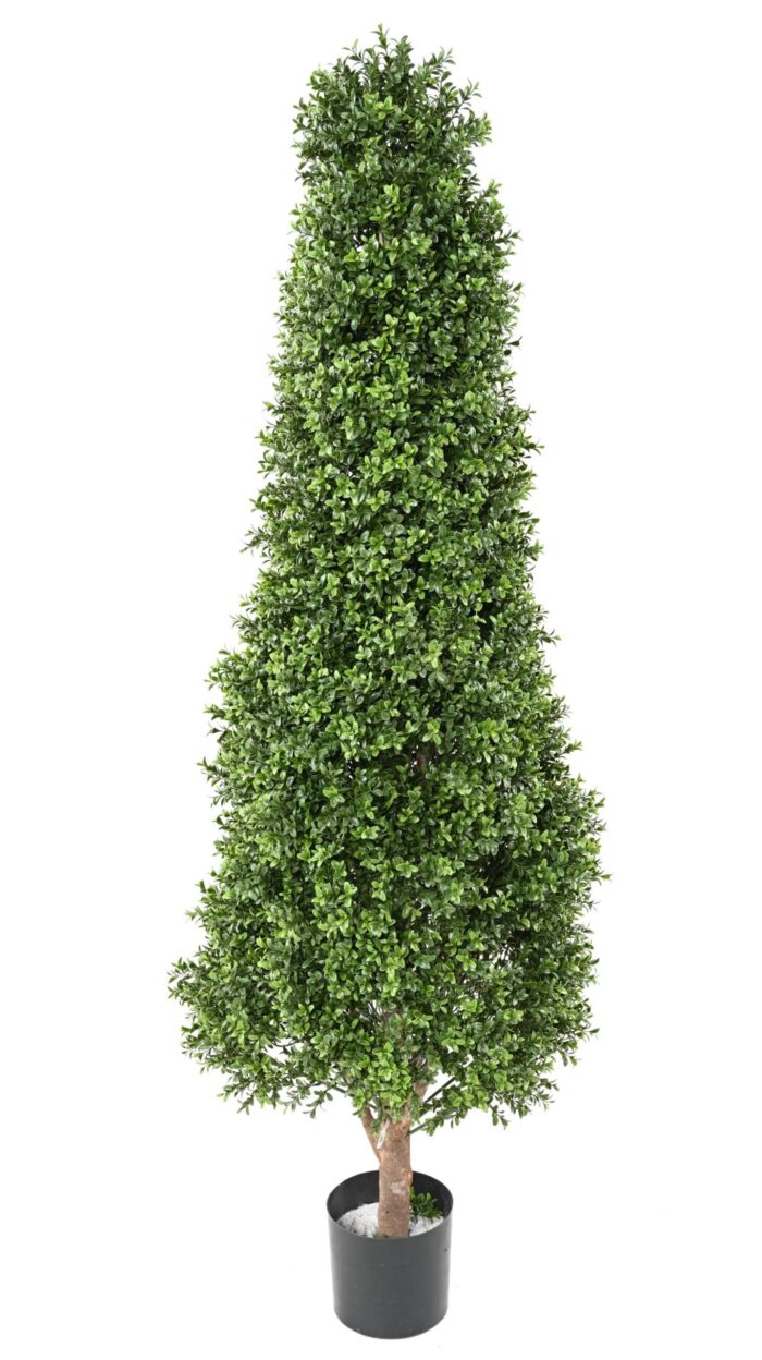 boxwood topiary new 1 scaled