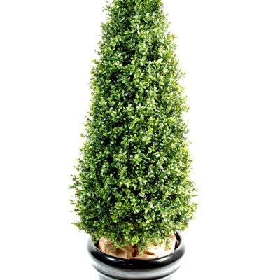 boxwood topiary new 3