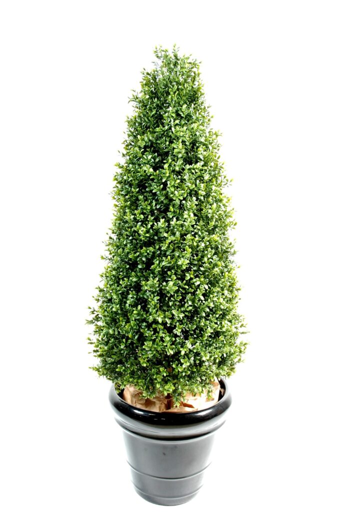 boxwood topiary new 3