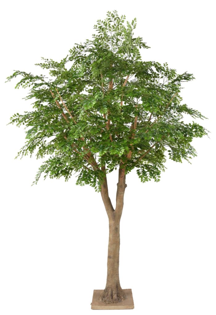 bucida 300 scaled