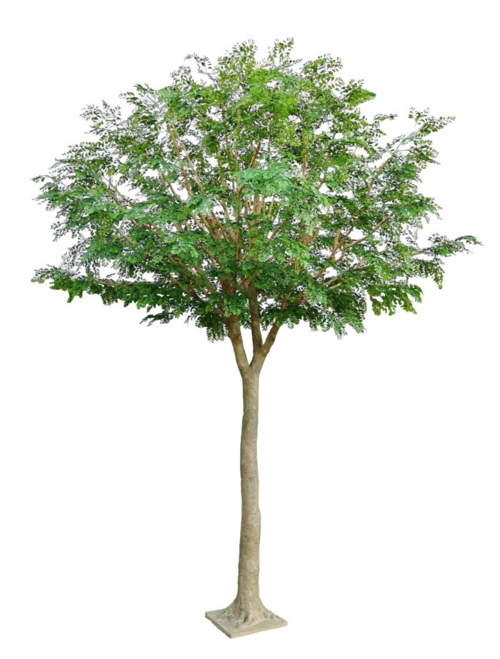 bucida 450 scaled