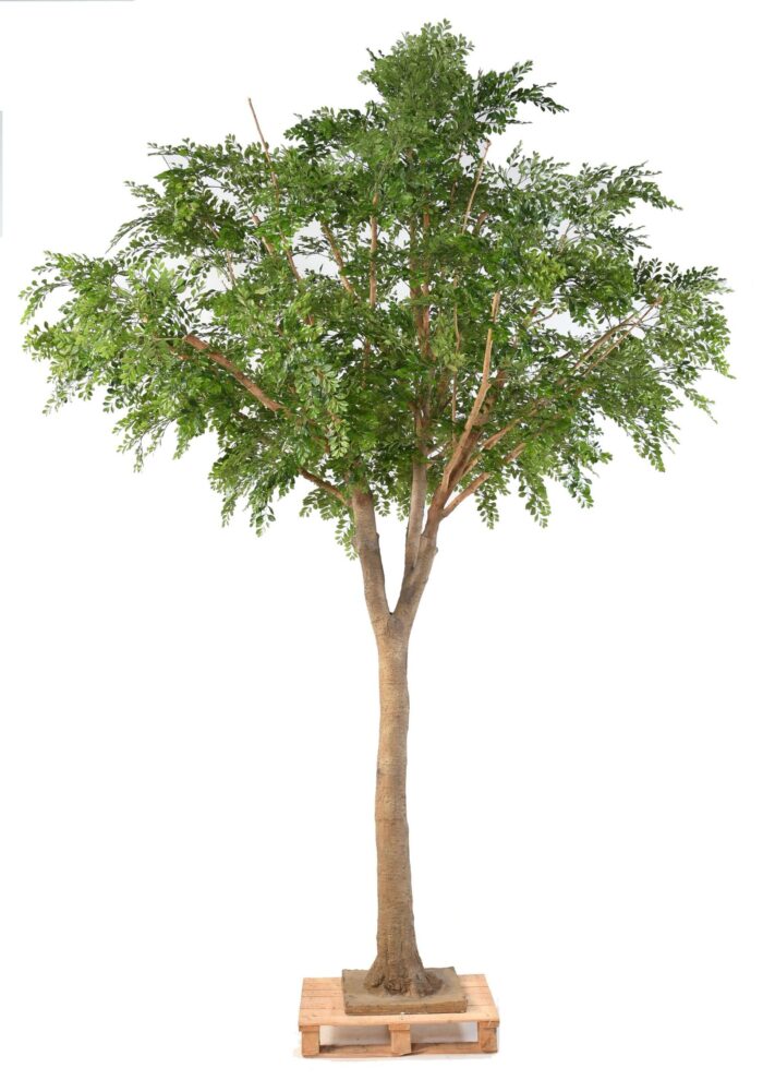 bucida scaled
