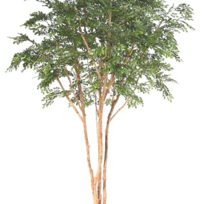 bucida tree 330 luxury scaled