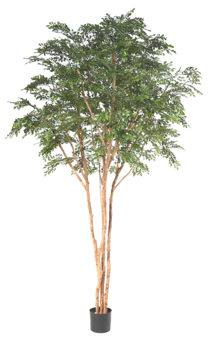 bucida tree 330 luxury scaled