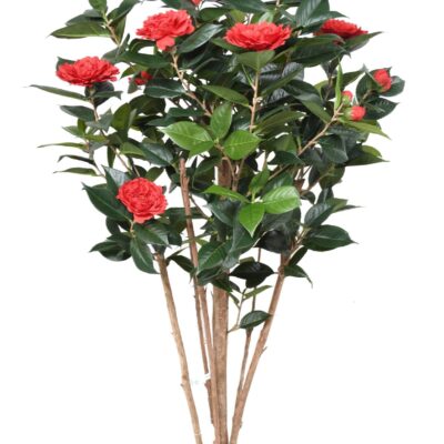 camelia japonica double new 130 1 scaled