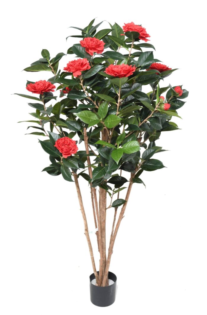 camelia japonica double new 130 1 scaled