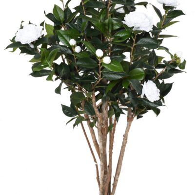 camelia japonica double new 130 2 scaled