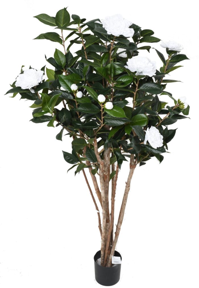 camelia japonica double new 130 2 scaled