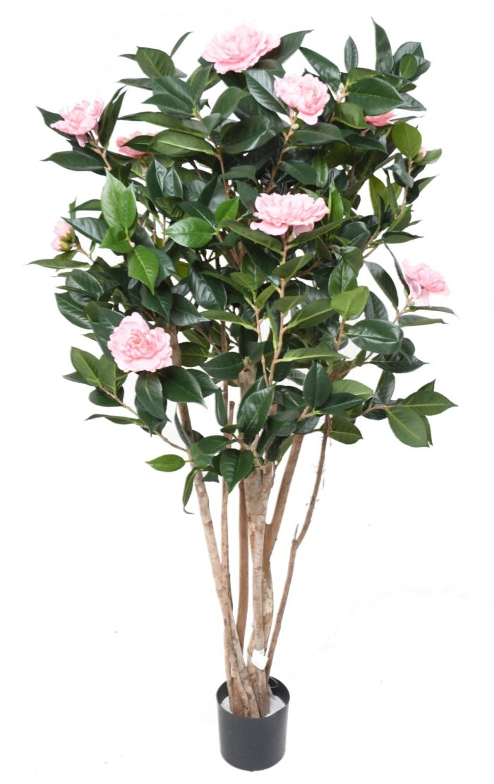 camelia japonica double new 130 scaled