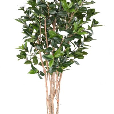 camelia japonica double new 160 1 scaled