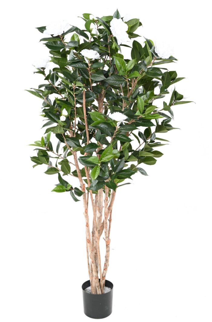 camelia japonica double new 160 1 scaled