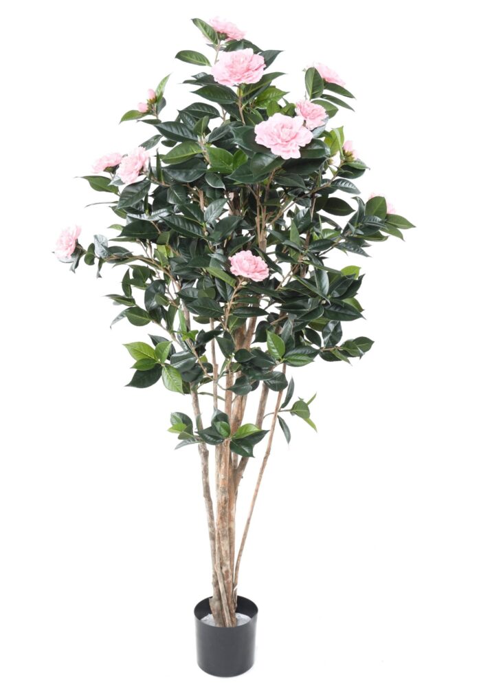 camelia japonica double new 160 scaled