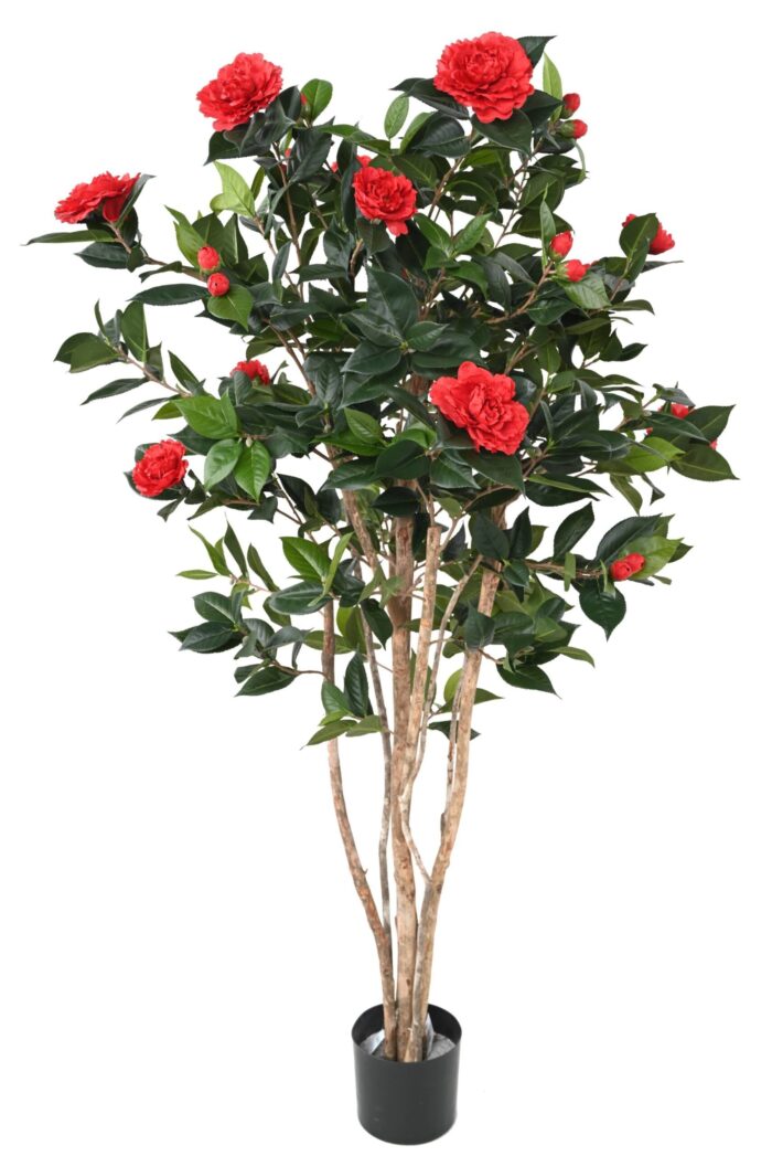 camelia japonica double new scaled