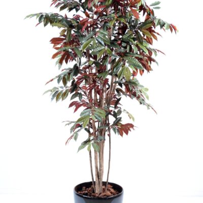 capensia nice scaled