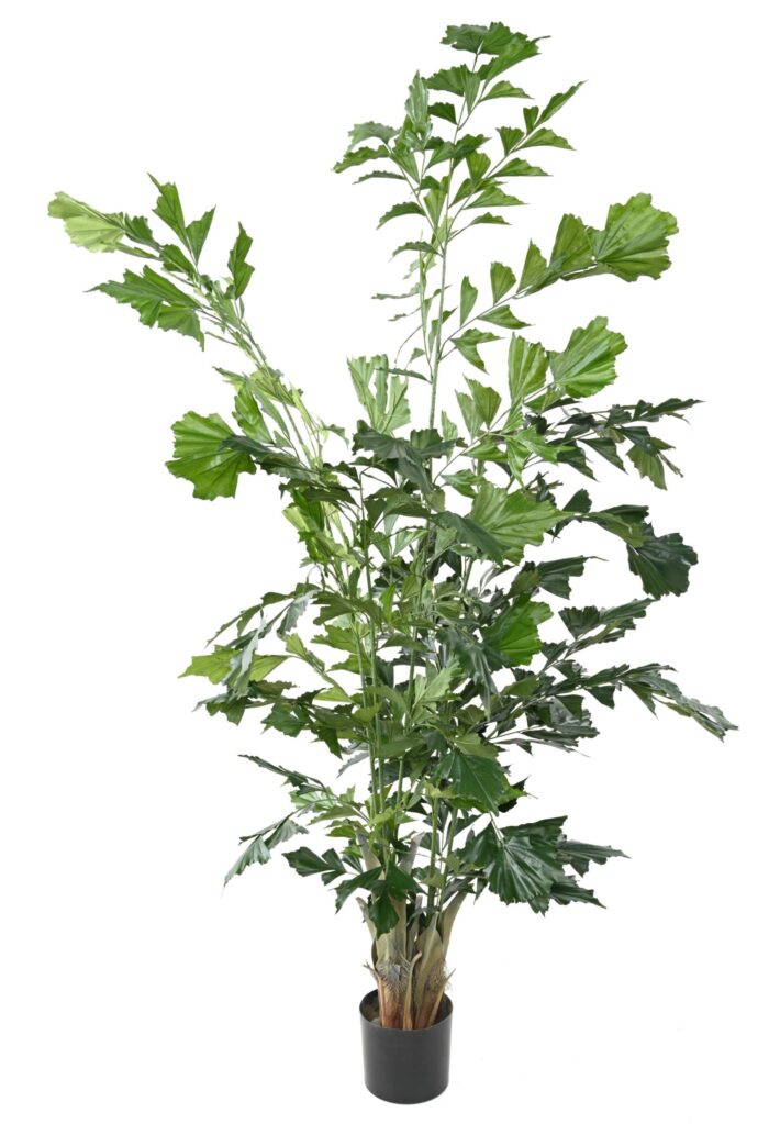 caryota scaled